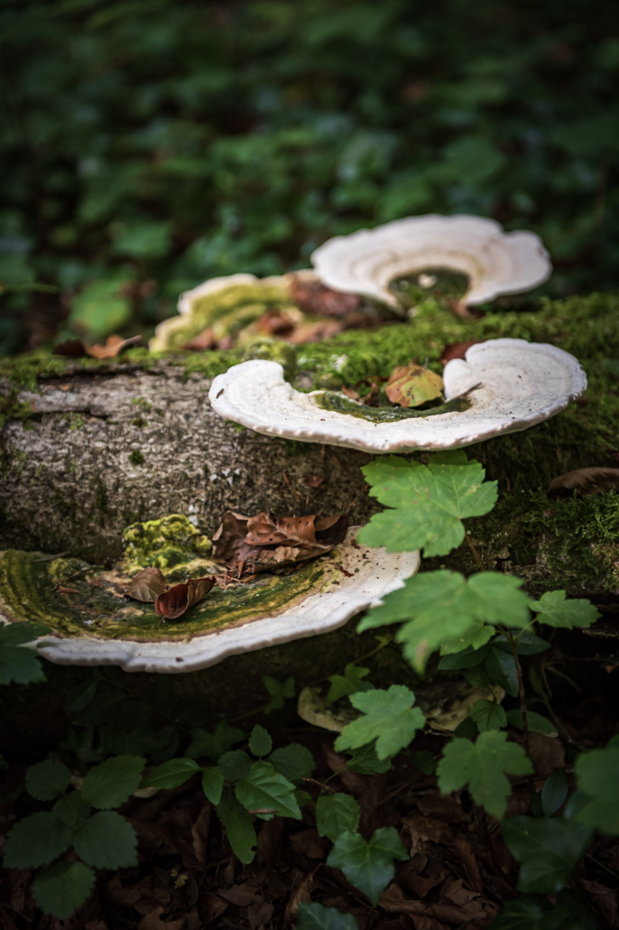 Pilze auf einem Ast im Wald
